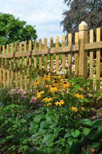 Záhonu na podzim dominuje zářivě žlutá třapatka (Rudbeckia fulgida 'Goldsturm').