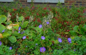 V záhonech se mísí trvalky společně s keři, zde modře kvetoucí Geranium 'Rozanne', Hosta a v pozadí Fuchsia.