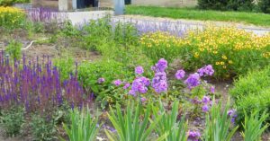 Herbaceous border is dominated by blue, purple and yellow shades in the summer.