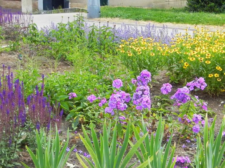 Herbaceous border is dominated by blue, purple and yellow shades in the summer.